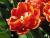 Orange flower by Tim Hgele